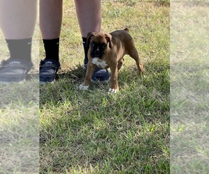 Boxer Litter for sale in CANTON, TX, USA
