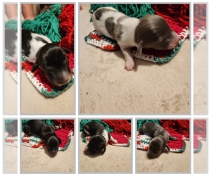 Dachshund Litter for sale in DOTHAN, AL, USA