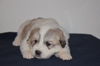 Anatolian Shepherd-Great Pyrenees Mix Litter for sale in NEWDALE, ID, USA