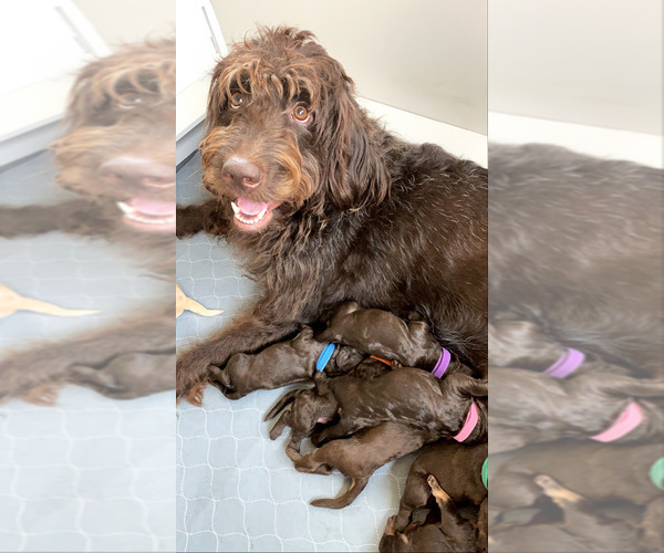 Medium Photo #1 Labradoodle Puppy For Sale in THE VILLAGES, FL, USA