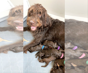 Labradoodle Litter for sale in THE VILLAGES, FL, USA