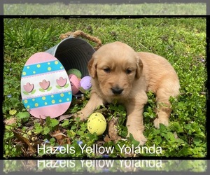 Golden Retriever Litter for sale in ARCHDALE, NC, USA