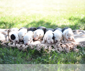 Old English Sheepdog Litter for sale in LUCERNE, IN, USA