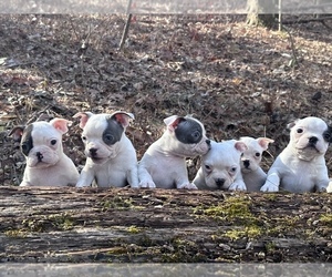Boston Terrier Litter for sale in NEWBURY, MA, USA