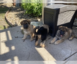 German Shepherd Dog Litter for sale in TRACY, CA, USA
