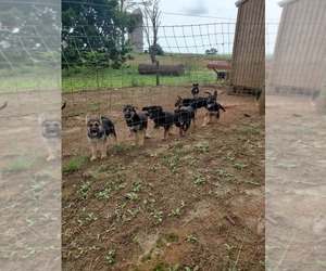 German Shepherd Dog Litter for sale in DOOLING, GA, USA