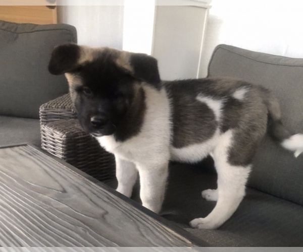 Medium Photo #1 Akita Puppy For Sale in ORCUTT, CA, USA