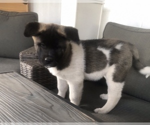 Akita Litter for sale in ORCUTT, CA, USA