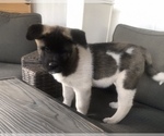 Small Photo #1 Akita Puppy For Sale in ORCUTT, CA, USA