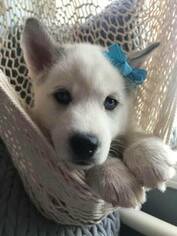 Siberian Husky Litter for sale in INDIANAPOLIS, IN, USA