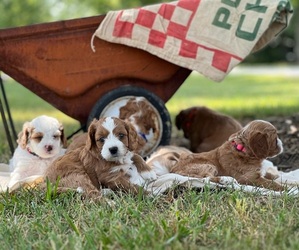 Cavapoo Litter for sale in REEDS SPRING, MO, USA