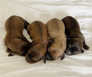 Dachshund Litter for sale in NORTH HIGHLANDS, CA, USA