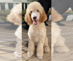 Medium Poodle (Standard)