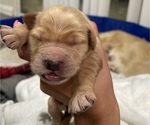Small Photo #1 Golden Retriever Puppy For Sale in VICTORVILLE, CA, USA