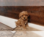 Small Photo #1 Cavapoo Puppy For Sale in LEBANON, PA, USA