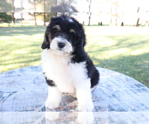 Bernedoodle (Miniature) Litter for sale in BOSWELL, IN, USA