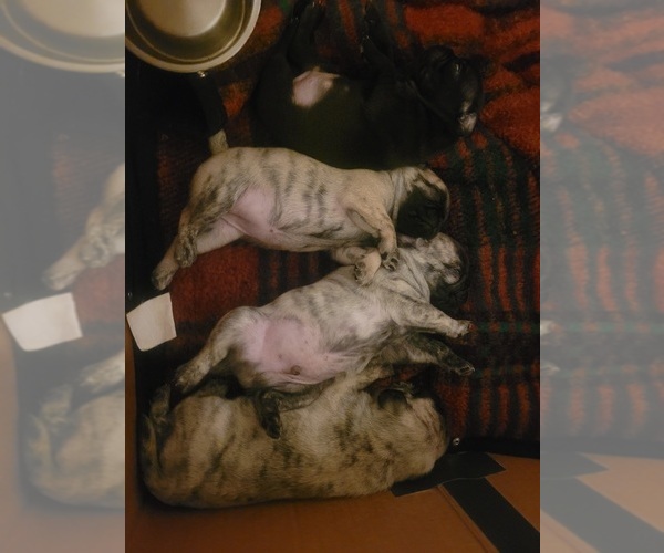 Medium Photo #1 Pug Puppy For Sale in RURAL RETREAT, VA, USA