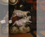 Small Photo #1 Pug Puppy For Sale in RURAL RETREAT, VA, USA