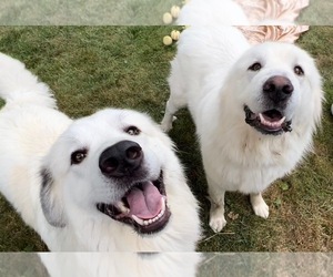 Great Pyrenees Litter for sale in NEW BOSTON, MI, USA
