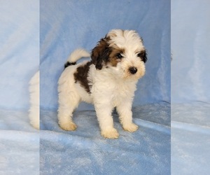 Goldendoodle (Miniature) Litter for sale in HAGERSTOWN, IN, USA