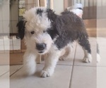 Small Photo #1 Old English Sheepdog Puppy For Sale in CANON CITY, CO, USA