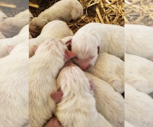 Great Pyrenees Litter for sale in EUGENE, OR, USA