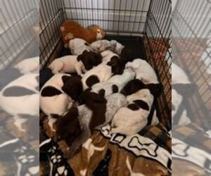 German Shorthaired Pointer Litter for sale in ERIE, PA, USA