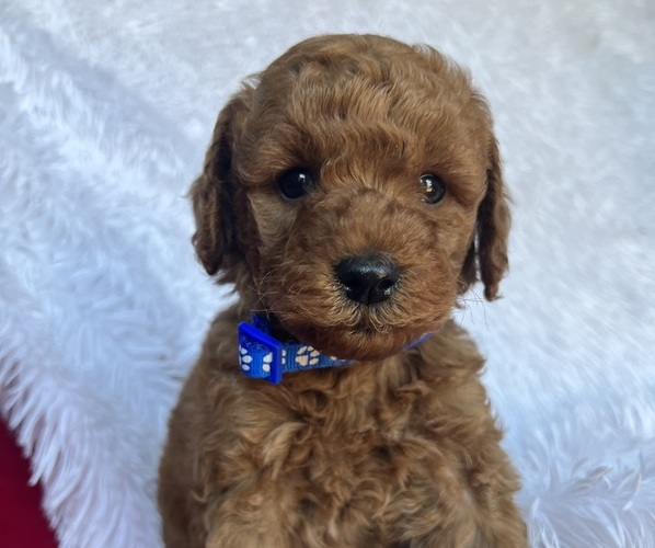 Medium Photo #1 Goldendoodle (Miniature) Puppy For Sale in SAN FERNANDO, CA, USA
