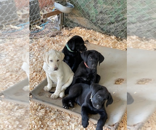 Medium Photo #1 Labrador Retriever Puppy For Sale in COOKEVILLE, TN, USA