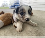 Small Photo #1 Border-Aussie Puppy For Sale in ARGOS, IN, USA