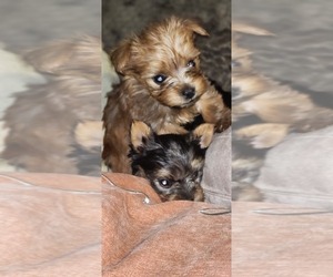 Yorkshire Terrier Litter for sale in WOODSTOCK, GA, USA