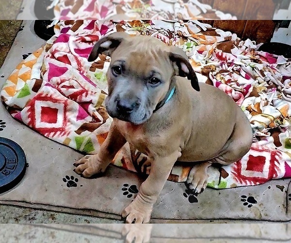 Medium Photo #1 American Bully Puppy For Sale in LYNNWOOD, WA, USA