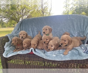 Goldendoodle Litter for sale in MUSTANG, OK, USA