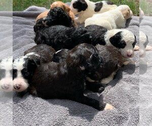 Sheepadoodle Litter for sale in MAGNOLIA, TX, USA
