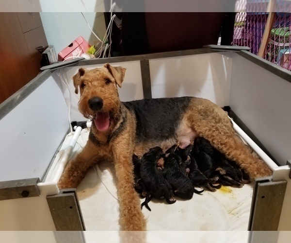 Medium Photo #1 Airedale Terrier Puppy For Sale in SAGLE, ID, USA