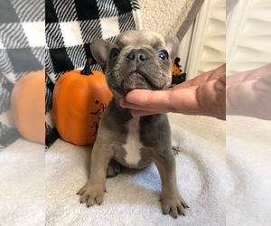 French Bulldog Litter for sale in LUSBY, MD, USA