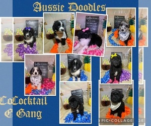 Aussiedoodle Litter for sale in TRINITY, NC, USA