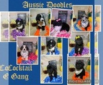 Small Photo #1 Aussiedoodle Puppy For Sale in TRINITY, NC, USA