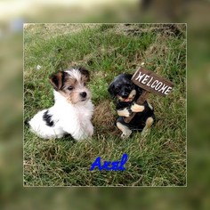 Yorkshire Terrier Litter for sale in WISCONSIN RAPIDS, WI, USA