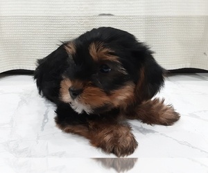 Yorkshire Terrier Litter for sale in GROVE CITY, PA, USA