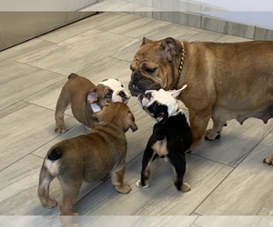 English Bulldog Litter for sale in CARY, NC, USA