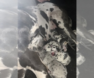 Great Dane Litter for sale in ROCKWELL CITY, IA, USA