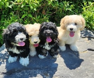 Cocker Spaniel-Havanese Mix Litter for sale in HARRISONBURG, VA, USA