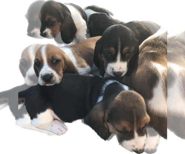 Medium Photo #1 Basset Hound Puppy For Sale in PASCO, WA, USA