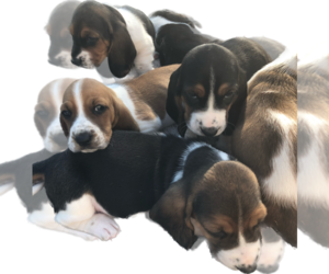 Basset Hound Litter for sale in PASCO, WA, USA