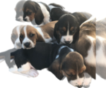 Small Photo #1 Basset Hound Puppy For Sale in PASCO, WA, USA