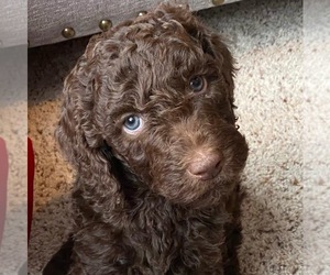 Goldendoodle Litter for sale in SPRINGBORO, OH, USA