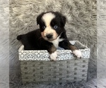 Small Photo #1 Miniature Australian Shepherd Puppy For Sale in QUINCY, CA, USA