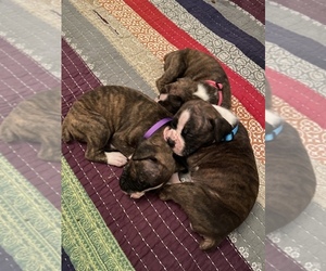 Boxer Litter for sale in TERRELL, TX, USA