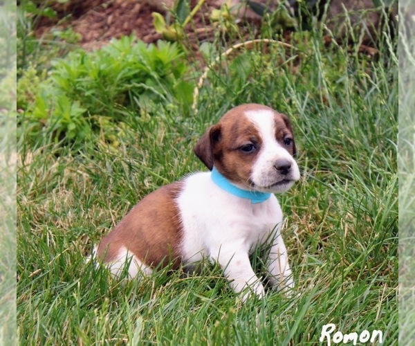 Medium Photo #1 Beabull-Jack Russell Terrier Mix Puppy For Sale in NAPPANEE, IN, USA